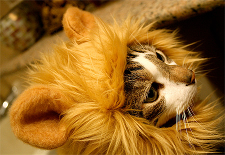 Lion Hats for Cats