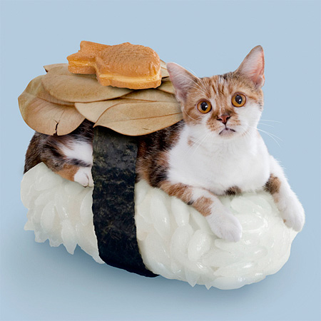 Sushi Cat