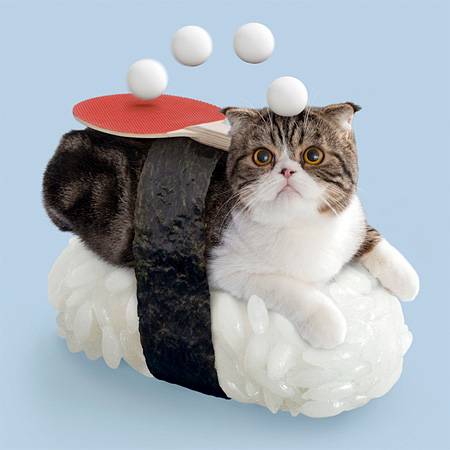 Sushi Cat from Japan