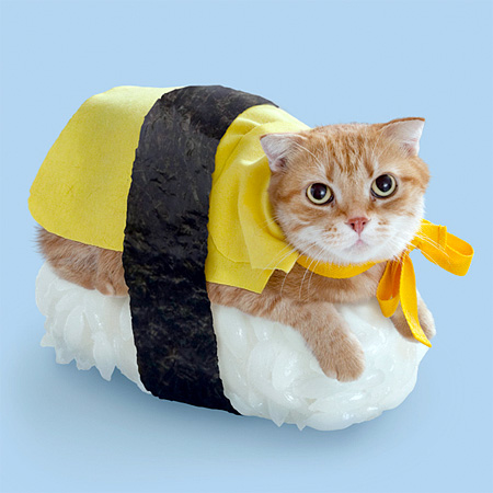 Cats Sushi