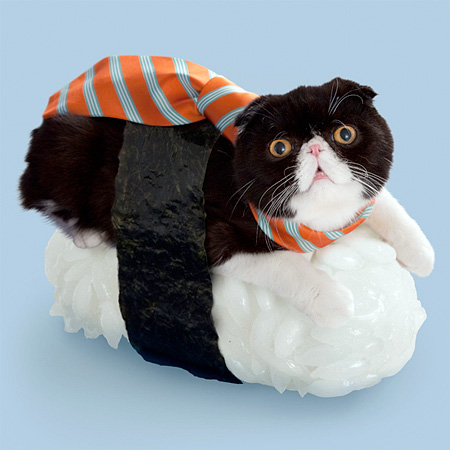 Cats Dressed like Sushi