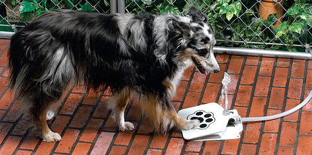 Doggie Fountain