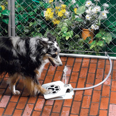 Dog Fountain