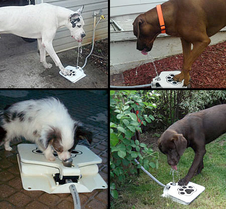 Dog Activated Fountain