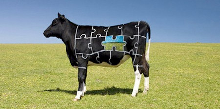 Art Painted on Cows