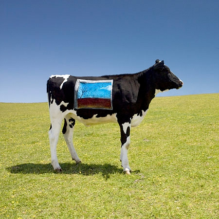 Cows Body Art