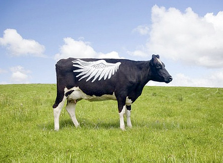 Cow Art