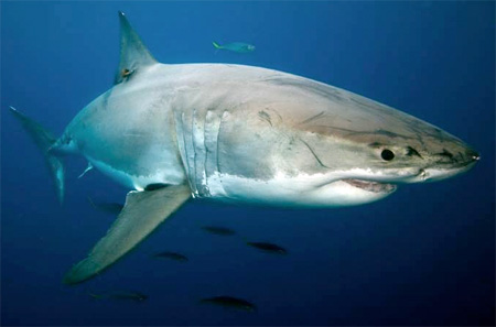 Shark Attack Mitigation Systems