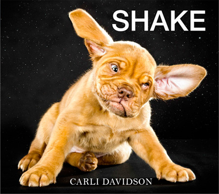 Dogs Shake