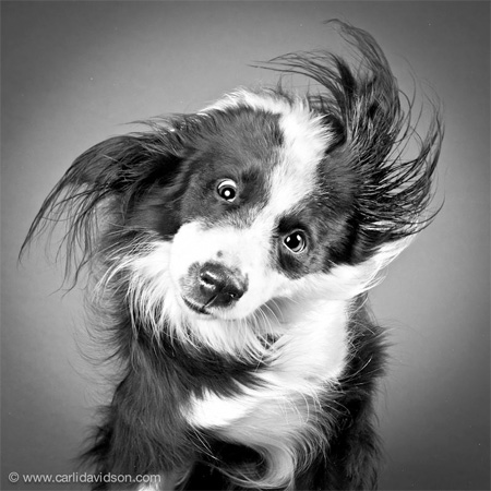 Dogs Shaking Off Water