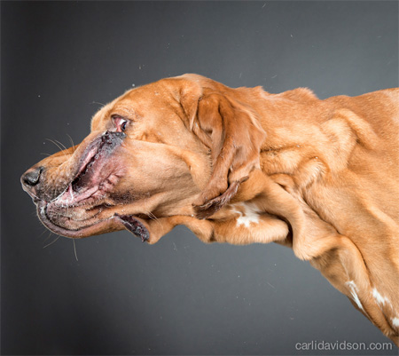 Creative Dog Photography