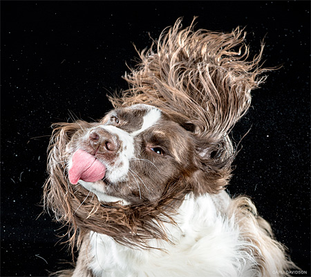 Carli Davidson Dog Photography