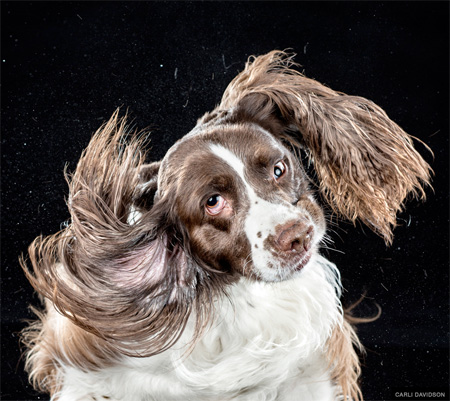 High Speed Dog Photography