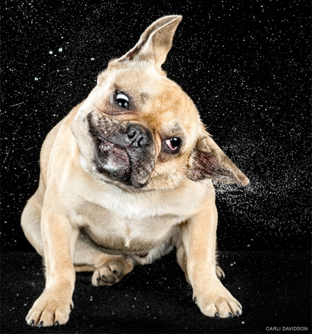 High Speed Pet Photography