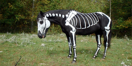 Skeleton Horse