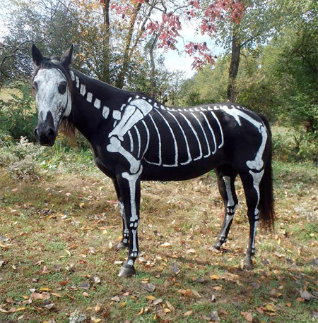 Halloween Horse