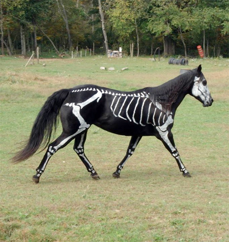 Skeleton Horse for Halloween