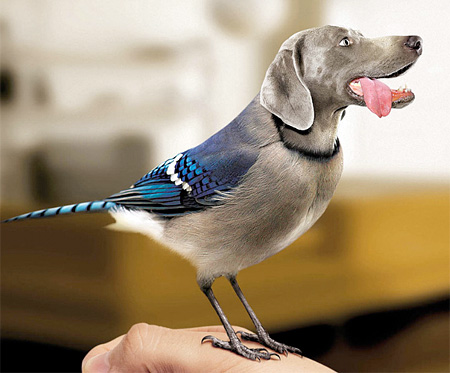 Bird with Dog Head