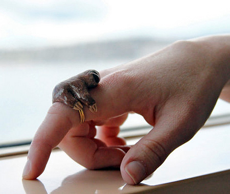 Sloth Ring by Teresa Chadwick