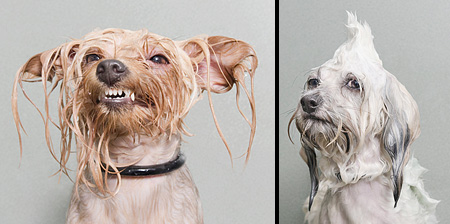Wet Dogs