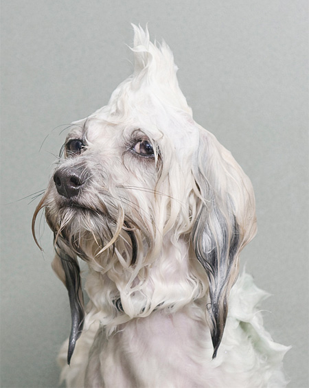 Wet Dog