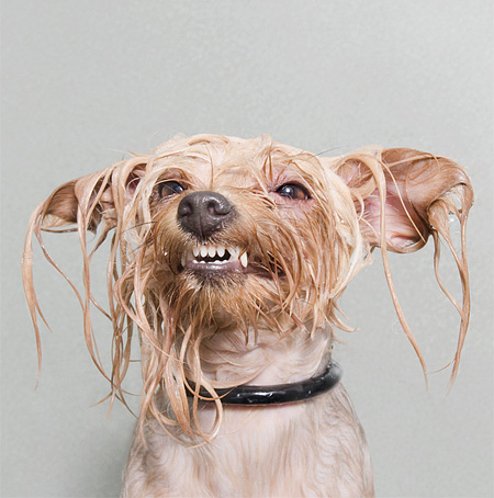 Wet Dog by Sophie Gamand
