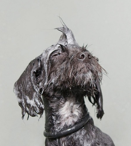 Wet Dog Series