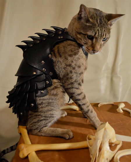 Cat Armor