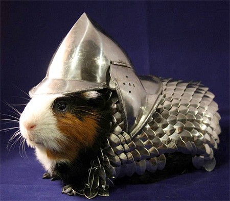 Guinea Pig Helmet