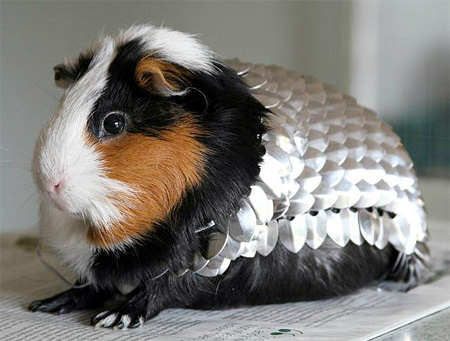 Guinea Pig Knight Armor