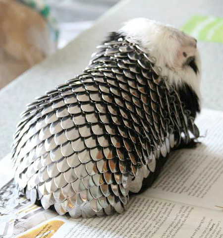 Guinea Pig Knight Armour