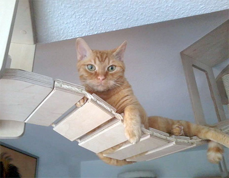 Modular Furniture for Cats