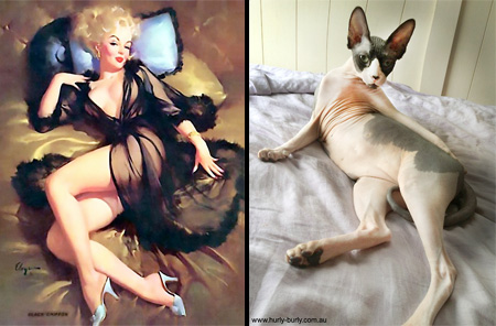 Pin Up Cat