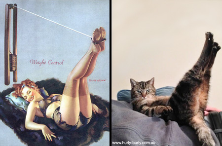 Cats That Look Like Pin Up Girls