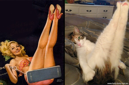 Cats Posing Like Pin Up Girls