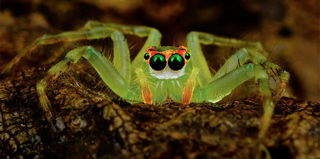 Close Up Photos of Spiders