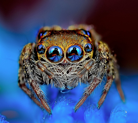 Macro Photos of Spiders