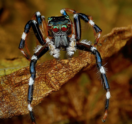 Photos of Spiders