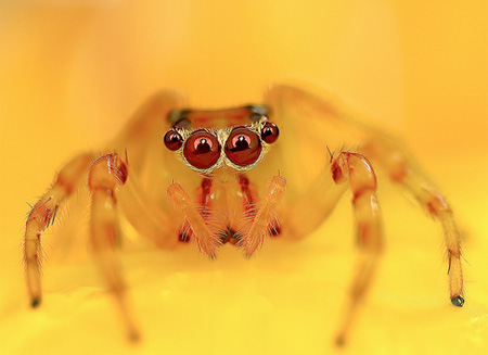 Spider Photography