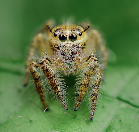 Beautiful Spiders