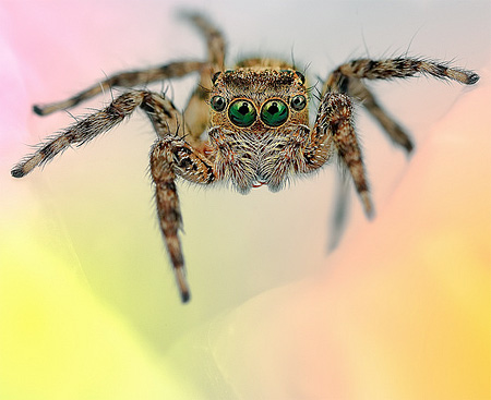 Beautiful Photos of Spiders