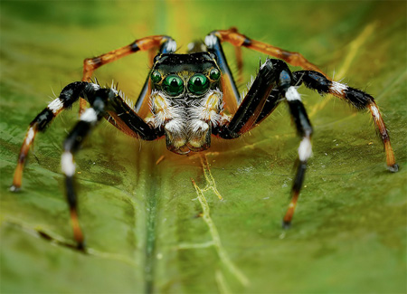 Amazing Photos of Spiders