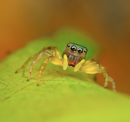 CloseUp Photos of Spiders