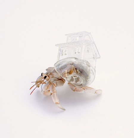 Hermit Crab Shelter