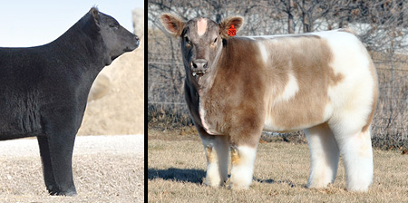 Fluffy Cows