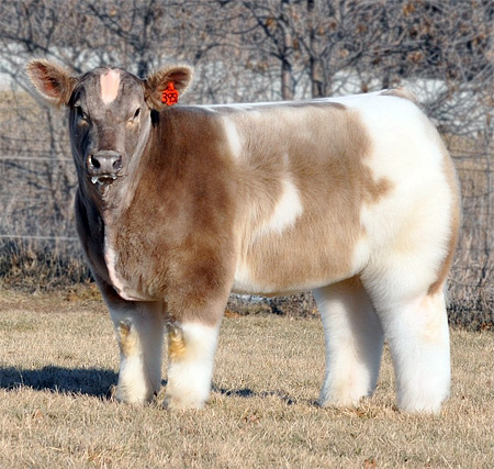 Fluffy Cow