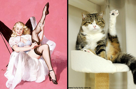 Cats Who Look Like Pin-Up Girls