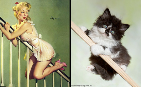 Pin-Up Cats Rachael Aslett