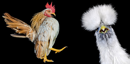 Chicken Beauty Pageant