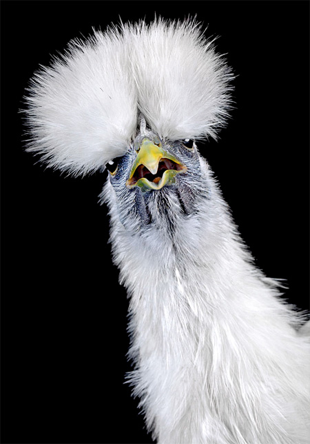 Beautiful Photos of Chickens